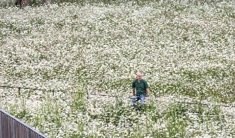 Jack Murphy surrounded by oxeye daisies in UCC's wildflower meadow
